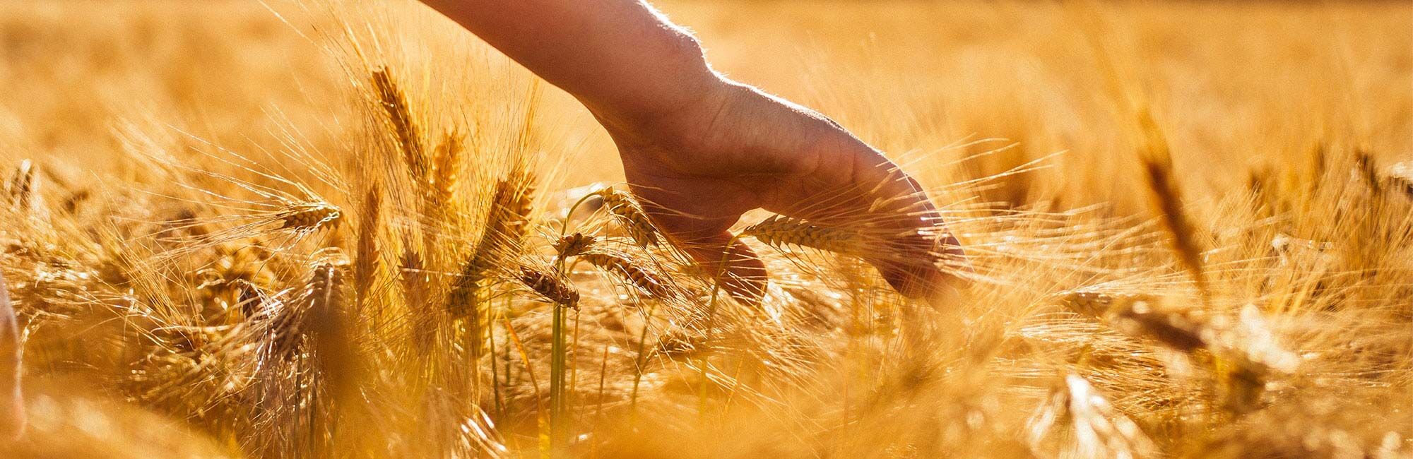 Hand streicht über Getreide